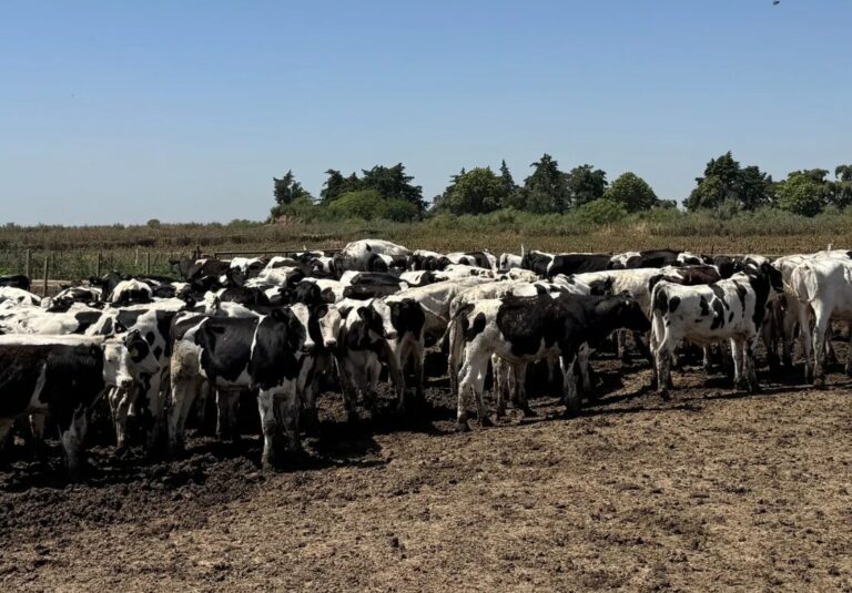 En agosto llega una nueva Jornada a Campo del IPCVA en Humboldt