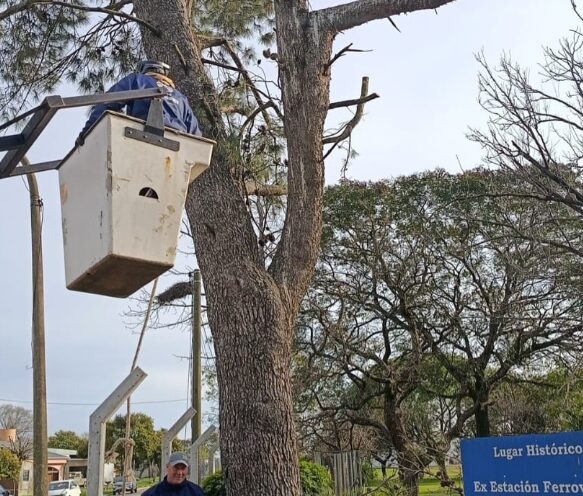 Santo Domingo: retiraron un árbol que representaba un riesgo en inmediaciones de la Escuela N° 2047